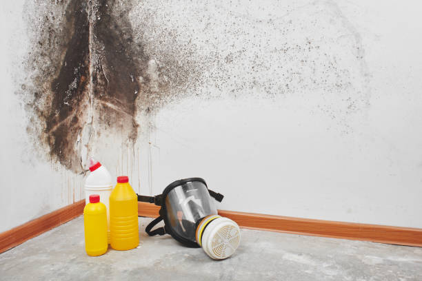 Trusted Scotchtown, NY Mold Remediation Experts