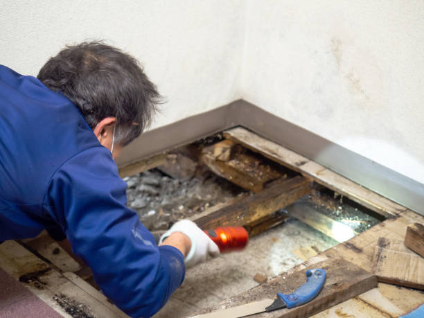 Best Black Mold Remediation in Scotchtown, NY
