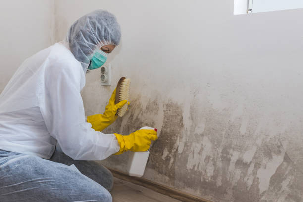 Best Industrial Mold Remediation in Scotchtown, NY