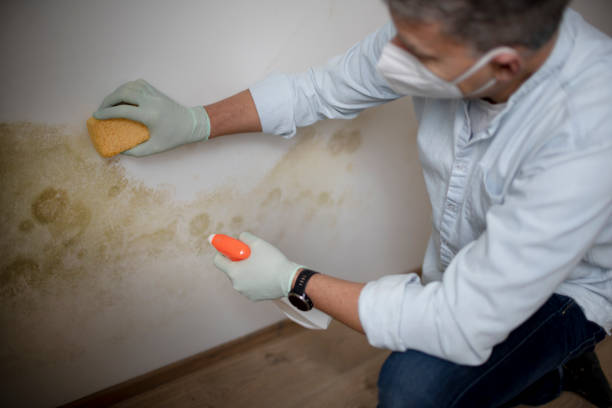 Best Kitchen Mold Remediation in Scotchtown, NY