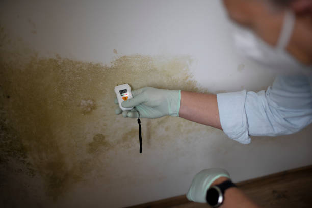 Best Residential Mold Remediation in Scotchtown, NY