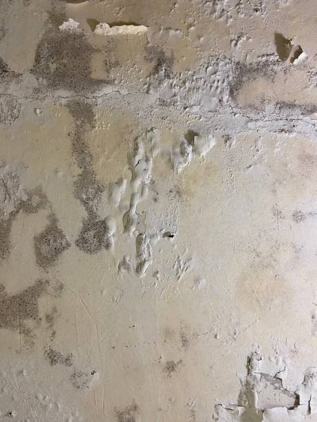 Best Post-Flood Mold Remediation in Scotchtown, NY