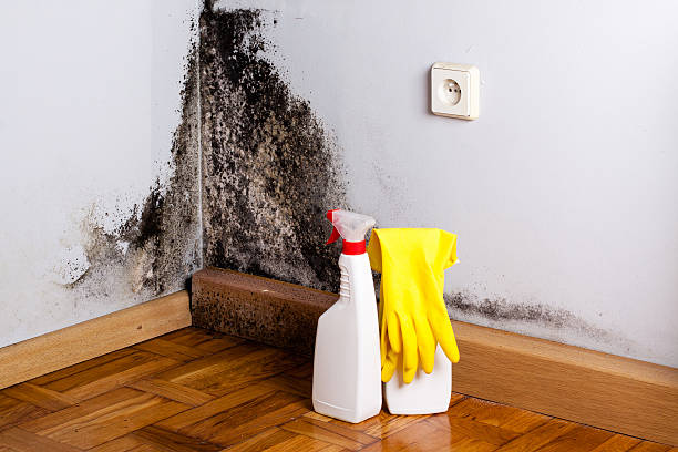 Best Kitchen Mold Remediation in Scotchtown, NY